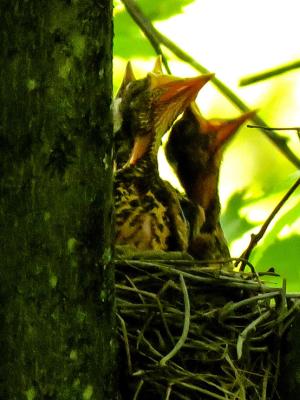 Robin babies asking for food while they're still nestlings