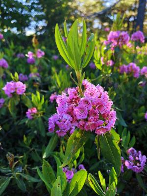 The sheep laurel in bloom on Bald Knob in Groton could be as impressive as the view from the peak.