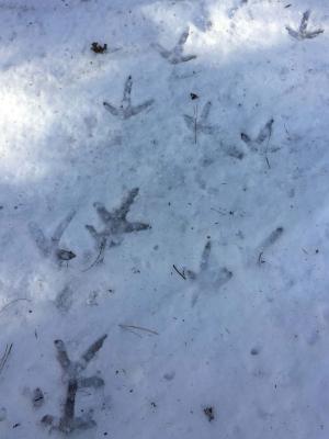 Turkey tracks in the snow
