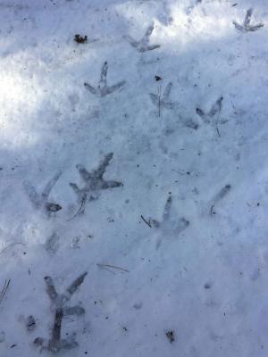 Turkey tracks in the snow