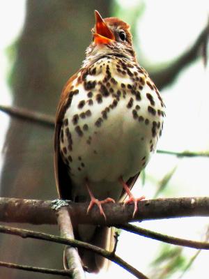 Wood thrush singing in New Hampshire