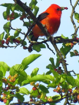 red body and black wings of scarlet tananger eating red mulberries