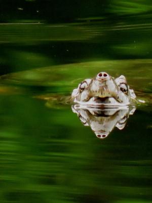 Submerged snapping turtle facing camera