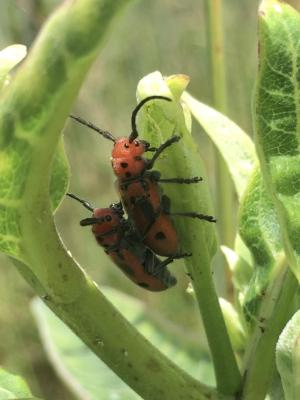 Two four-eyed beetles mating