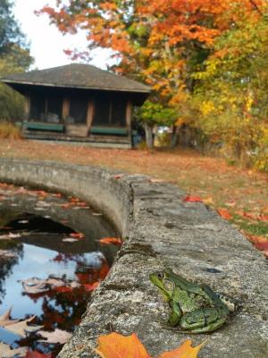 A frog sits at the edge of the water in the gardens at The Rocks.