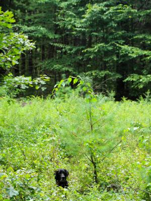A black dog sits surrounded by green vegetation 