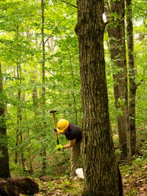 A woman wearing a yellow hard hat lifts a large mallet to smash a rock. 