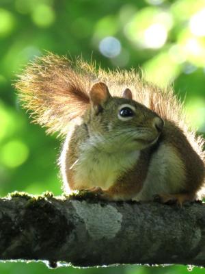 red squirrel backlit in summer morning sunlight