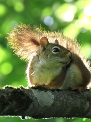 red squirrel backlit in summer morning sunlight 