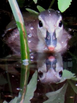 wood duck chick in reflection