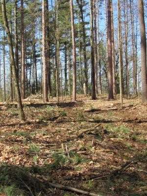 open woodland after recent white pine timber harvest