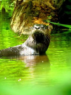 Dark bodied river otter in lush summer green foliage