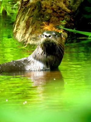 Dark bodied river otter in lush summer green foliage