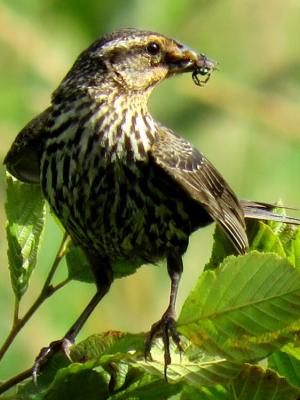 streaky breast female redwing blackbird poses with a beetle for breakfast