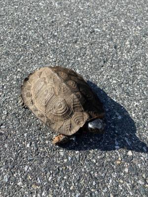 intricate sculpted shell of a wood turtle against asphalt background