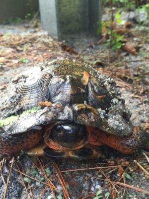 yellow, orange neck and dark mahogany shell of wood turtle