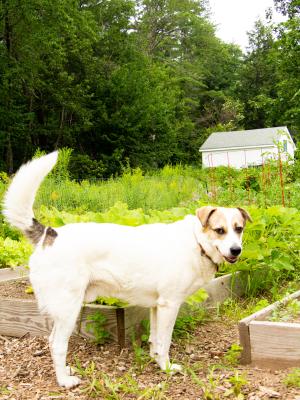 A white dog looks into camera amidst a vegetable garden 