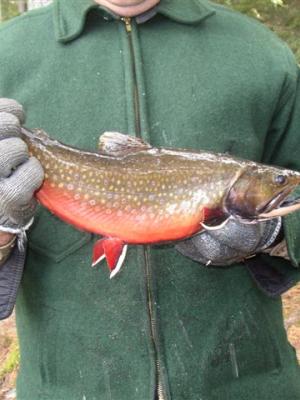 Photo courtesy of NHFG Fisheries Biologist Jim Viar