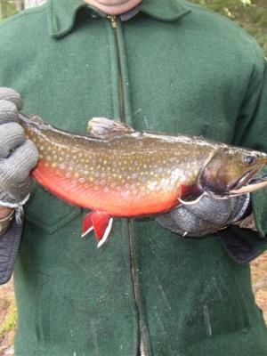 Photo courtesy of NHFG Fisheries Biologist Jim Viar