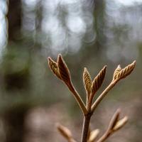 A spring bud at Mt Major.