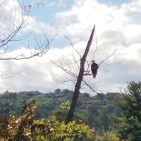 Bald eagle perched on a tree along the Merrimack River in Hooksett, NH