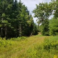 A view of Underhill Acres during a green summer.