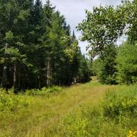 A view of Underhill Acres during a green summer.