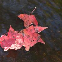 colorful leaves afloat in a NH brook