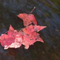 colorful leaves afloat in a NH brook