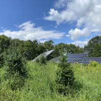 Solar panels at The Rocks in a Christmas tree field surrounded by wildflowers in summer.