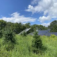 Solar panels at The Rocks in a Christmas tree field surrounded by wildflowers in summer.