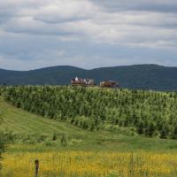 A wagon pauses at the top of the Christmas tree fields at The Rocks.