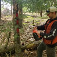 John Woodworth working on a tree in a forest.