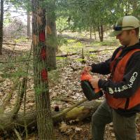 John Woodworth working on a tree in a forest.