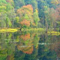 Mill brook in fall.