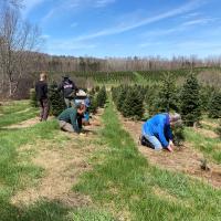 Volunteers plant Canaan fir seedlings by hand.