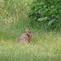 A cottontail rabbit in a green field.