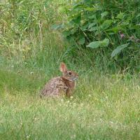 A cottontail rabbit in a green field.
