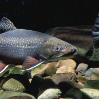 A brook trout is pictured in the water.