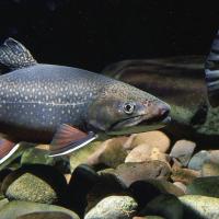 A brook trout is pictured in the water.