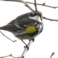 A warbler perches on a branch