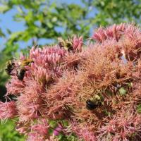 Bees pollinating joe pye weed.