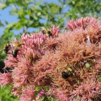 Bees pollinating joe pye weed. 