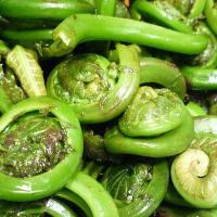 A pile of picked green fiddleheads.