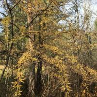 yellow needles of tamarack in autumn