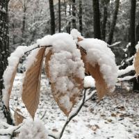 Papery light brown beech leaves covered in snow