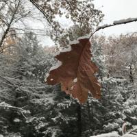 Copper colored red oak leaf hangs suspended while snow covered