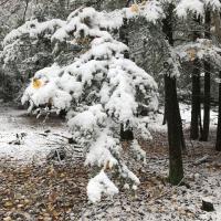 Snow-covered hemlock bough bends downward
