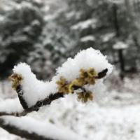 snow-covered witch hazel yellow flowers on dark twigs