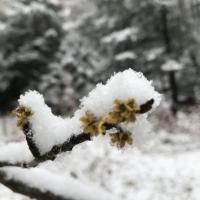 snow-covered witch hazel yellow flowers on dark twigs